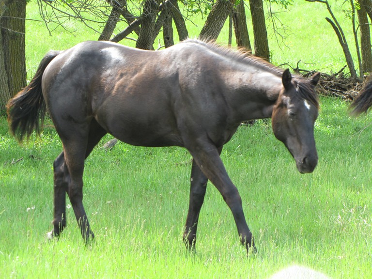 Pictured summer 2013 as yearling